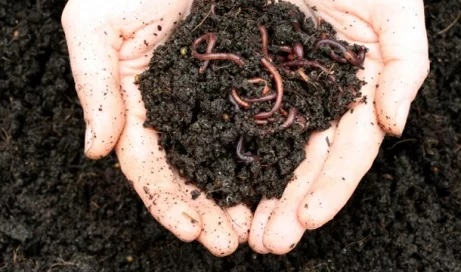 Advantages Of Vermicomposting