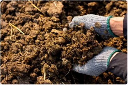 Cow Dung Manure for Flowering Plants