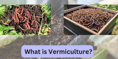 vermiculture