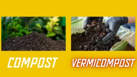 Compost And Vermicompost