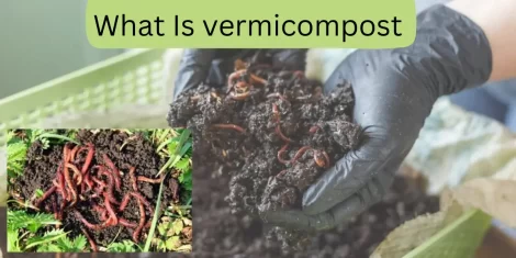 What Is Vermicompost